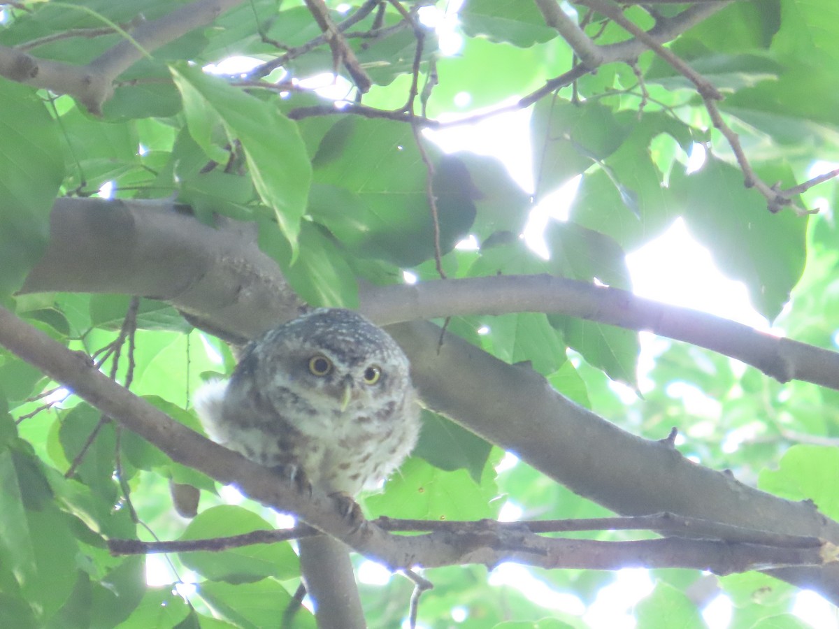 Spotted Owlet - ML658016878