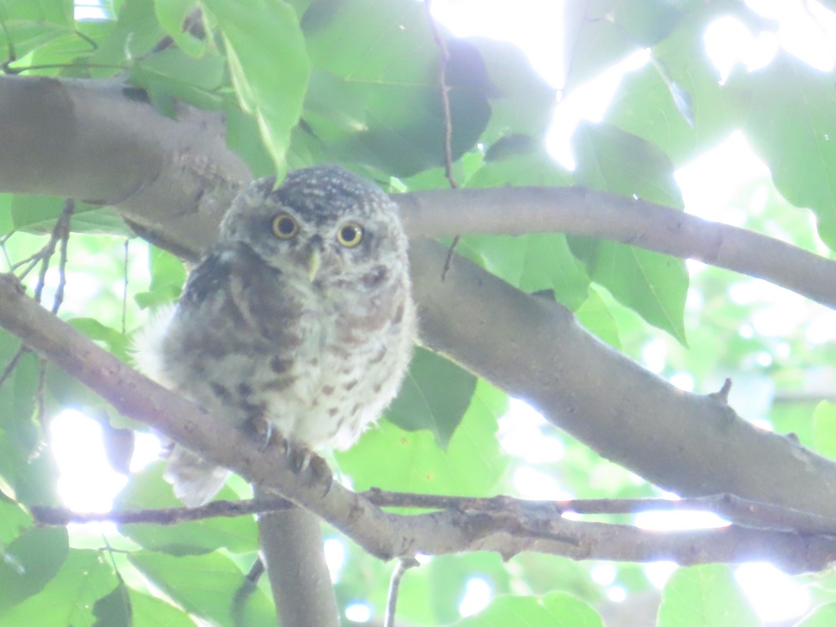 Spotted Owlet - ML658016882