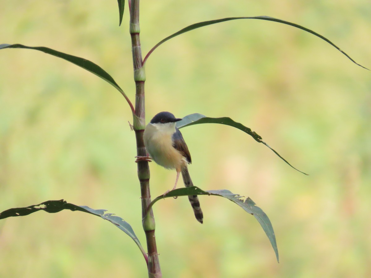 Ashy Prinia - ML658016920