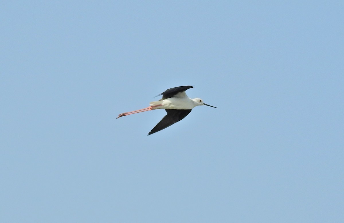 Black-winged Stilt - ML658018154