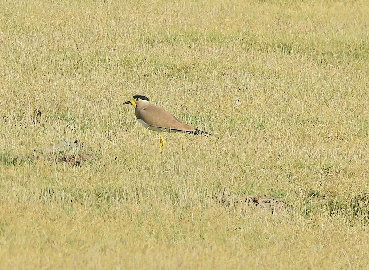 Yellow-wattled Lapwing - ML658018163