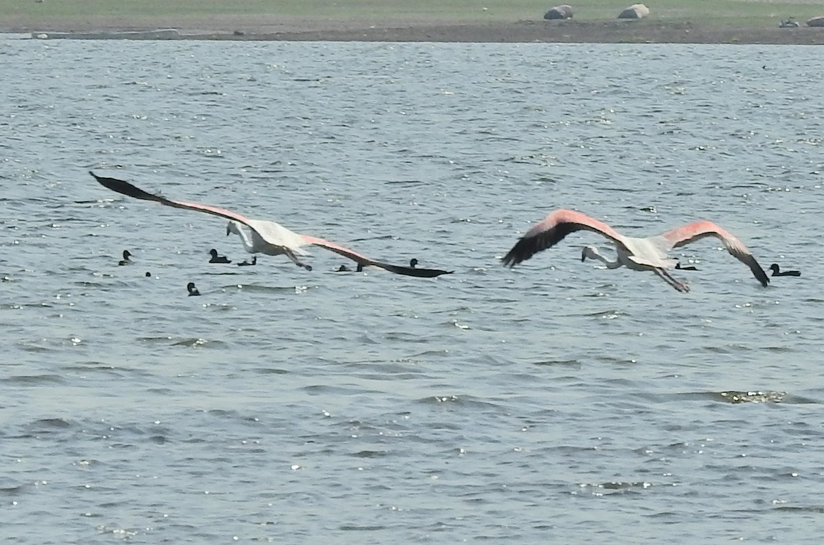 Greater Flamingo - ML658018180