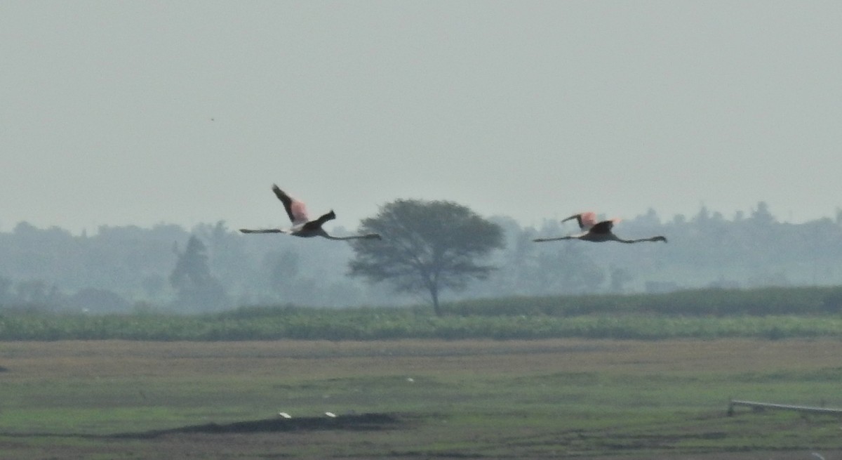 Greater Flamingo - ML658018181