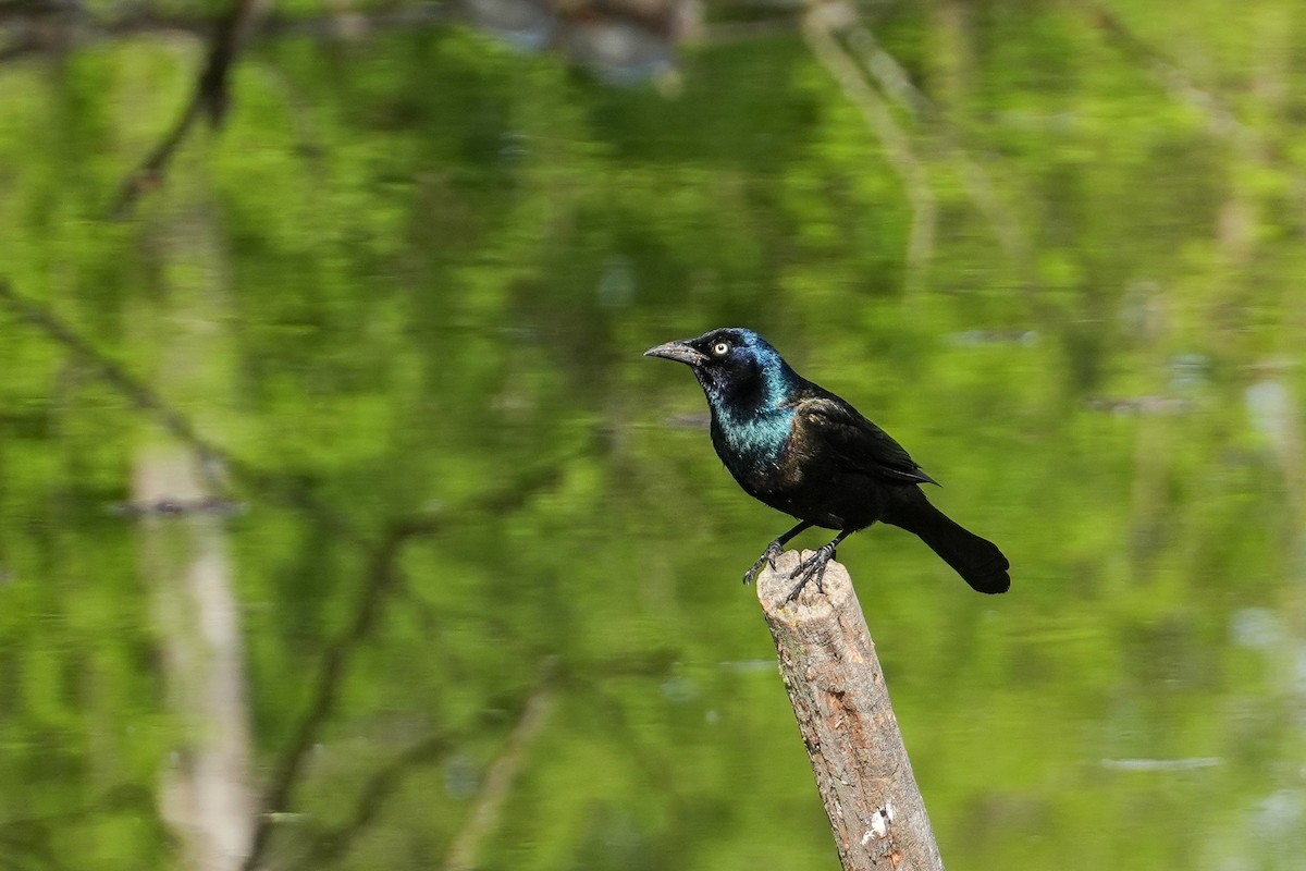 Common Grackle - ML658018973