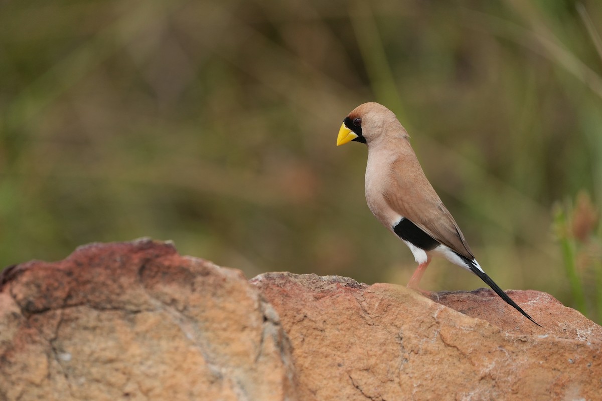 Masked Finch - ML658020171
