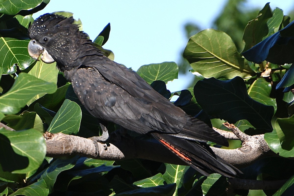 Red-tailed Black-Cockatoo - ML658020723