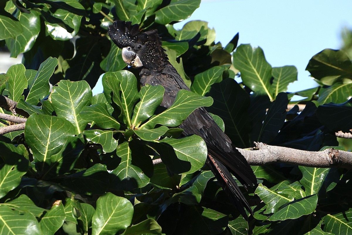 Red-tailed Black-Cockatoo - ML658020725