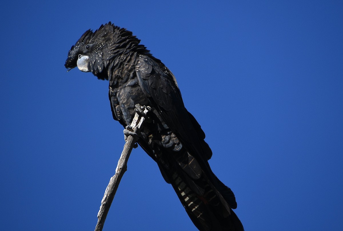 Red-tailed Black-Cockatoo - ML658020727