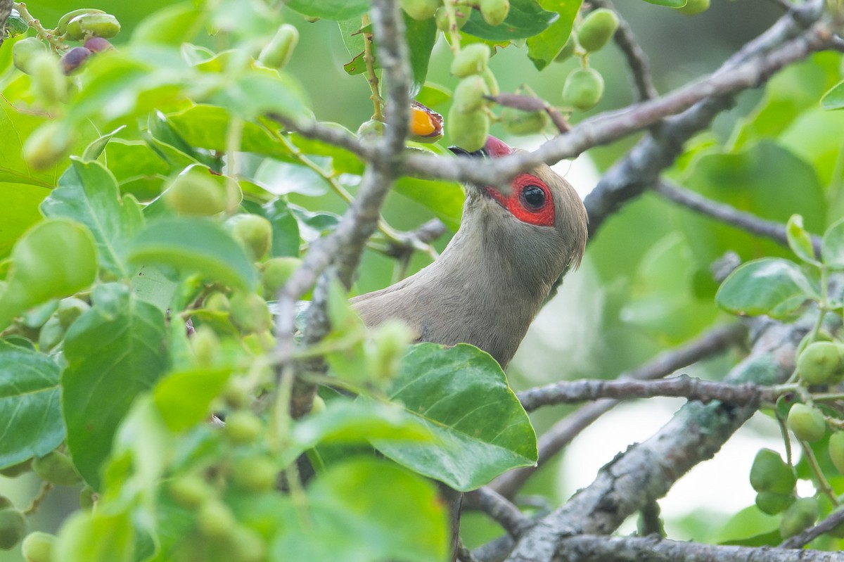 Red-faced Mousebird - ML658020734