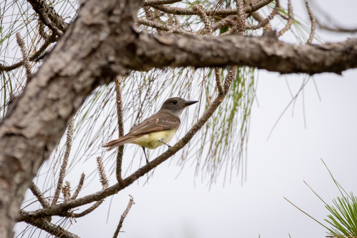 Great Crested Flycatcher - ML658022017