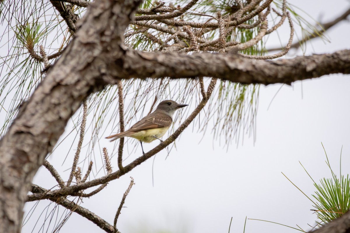 Great Crested Flycatcher - ML658022018
