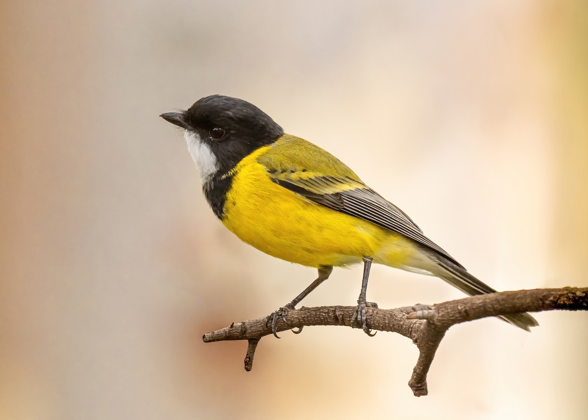 eBird Checklist - 21 May 2026 - Royal Park--Trin Warren Tam-boore - 32 ...