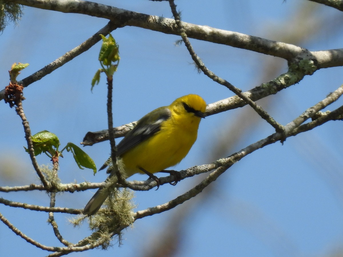 Blauflügel-Waldsänger - ML658022719