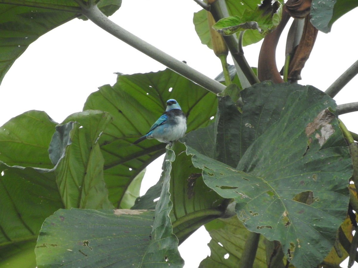 Masked Tanager - Stilpnia nigrocincta - Media Search - Macaulay Library ...