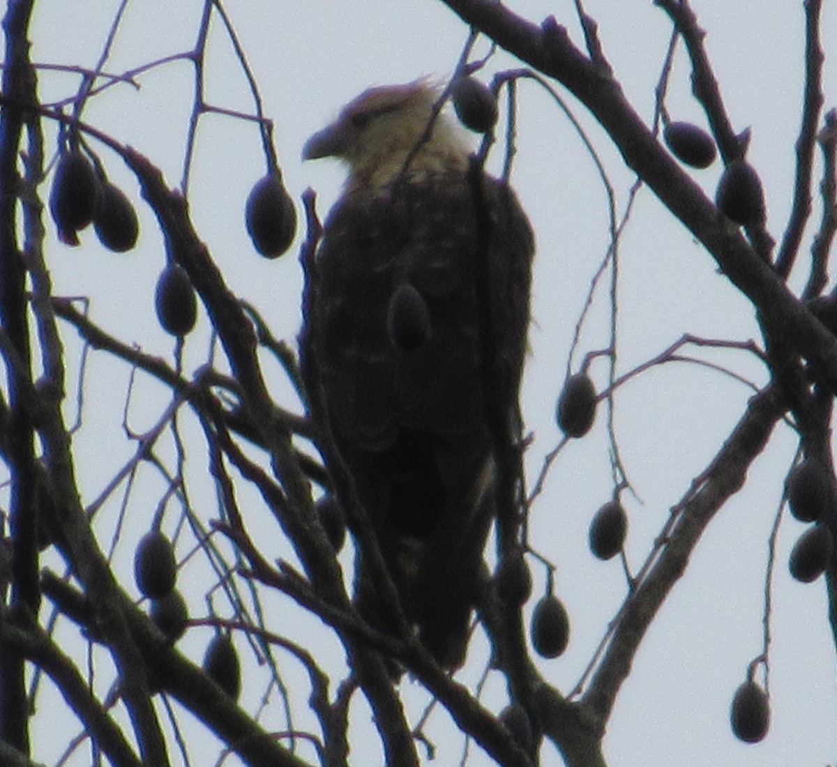 Caracara à tête jaune - ML658024076