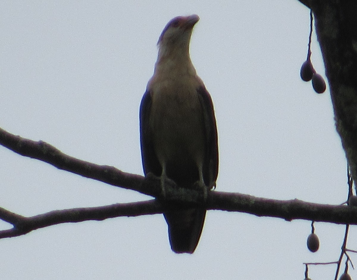 Caracara à tête jaune - ML658024081
