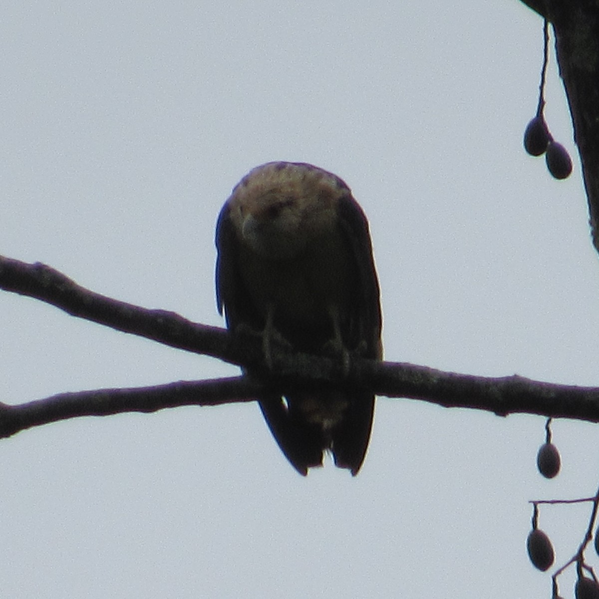 Caracara à tête jaune - ML658024115