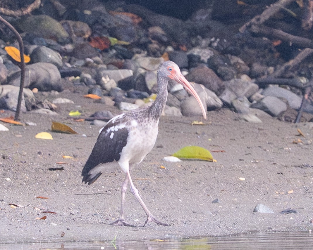 Ibis blanc - ML658024744