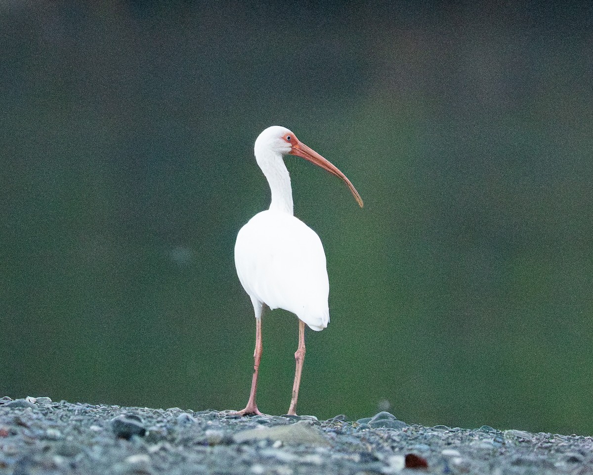 Ibis blanc - ML658024746