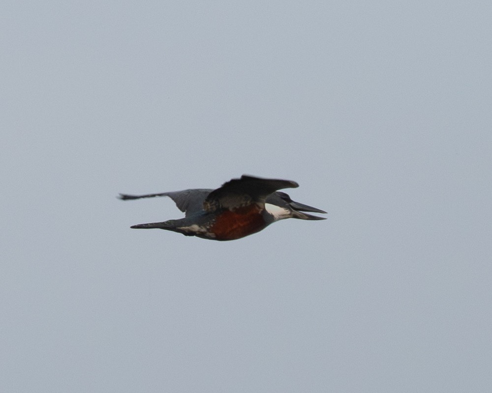 Martin-pêcheur à ventre roux - ML658024765