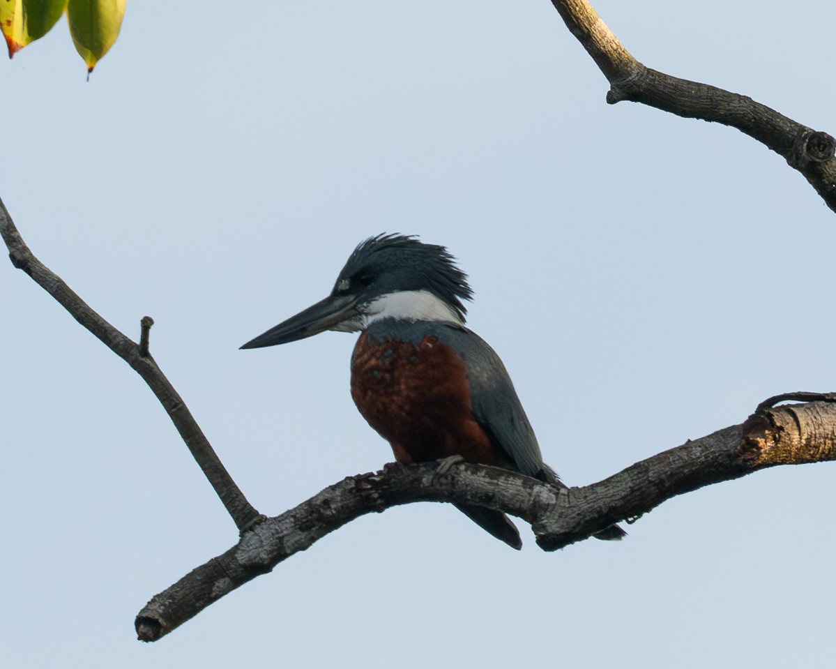 Martin-pêcheur à ventre roux - ML658024766