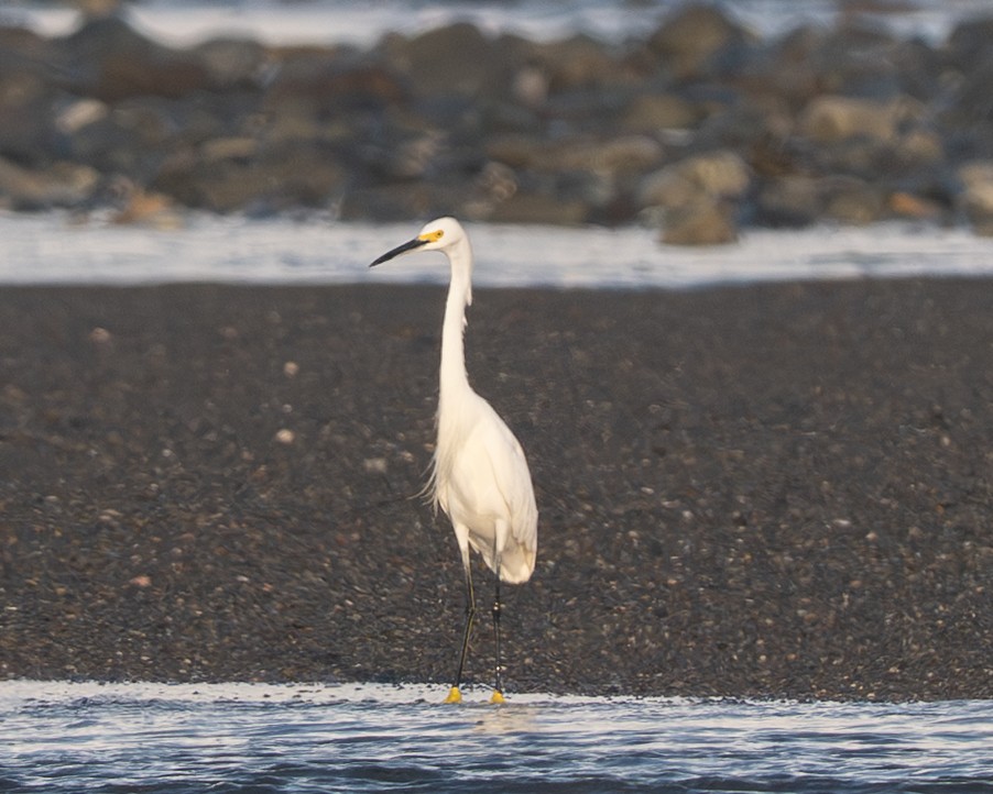 Snowy Egret - ML658024772
