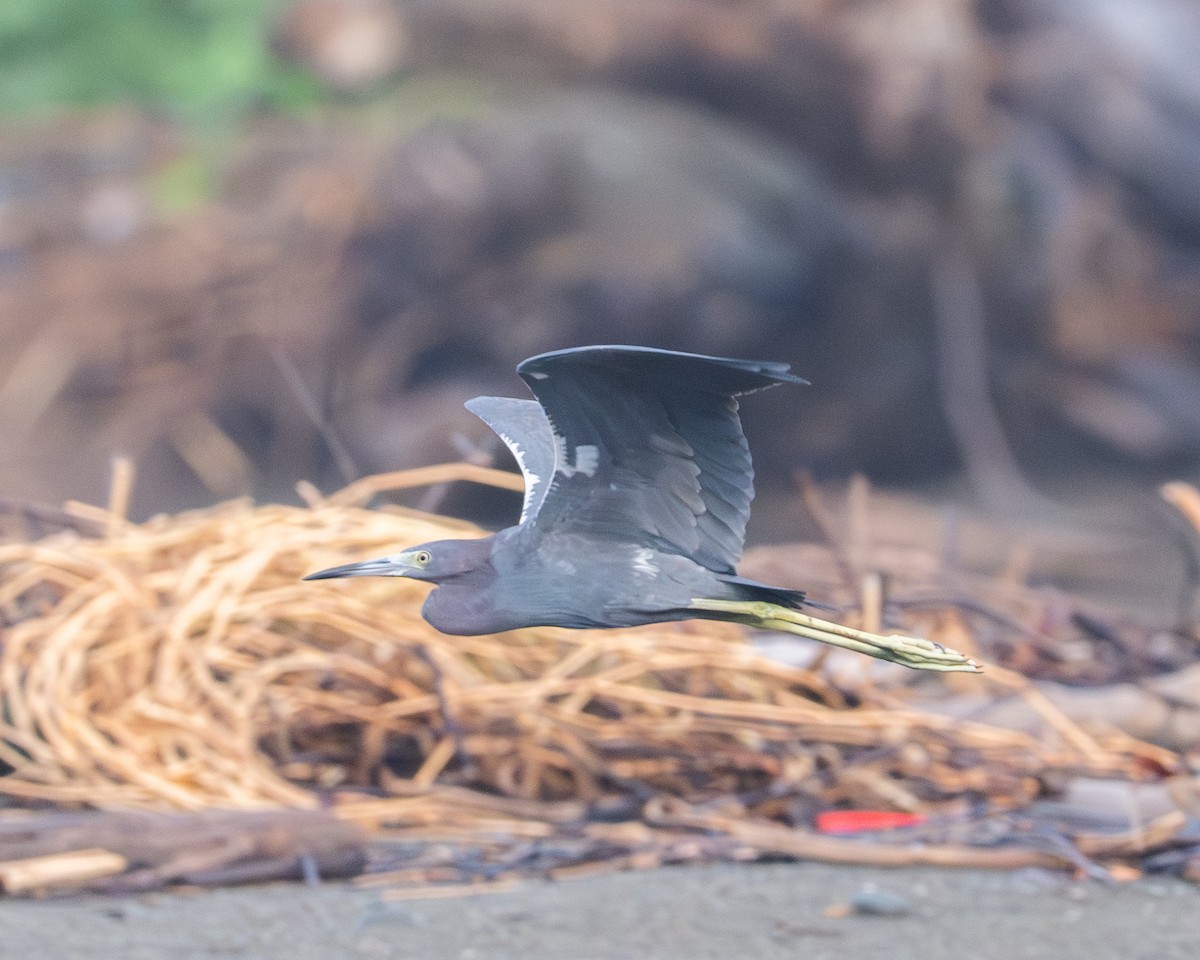 Little Blue Heron - ML658024786