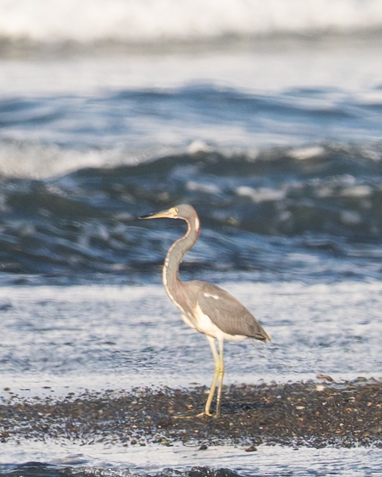 Tricolored Heron - ML658024795