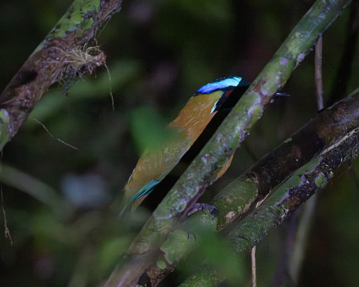 Lesson's Motmot - ML658024815
