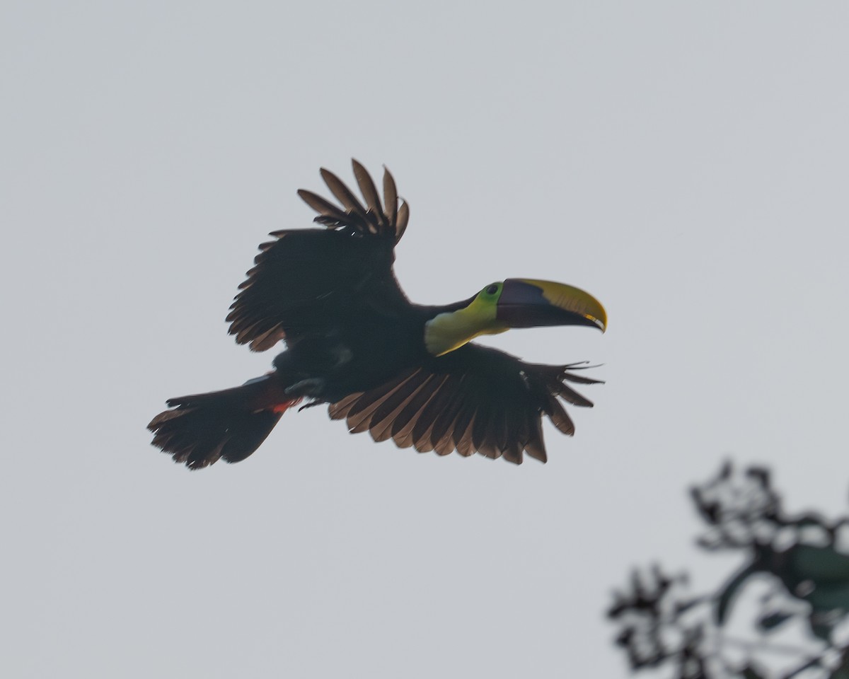 Yellow-throated Toucan - ML658024827