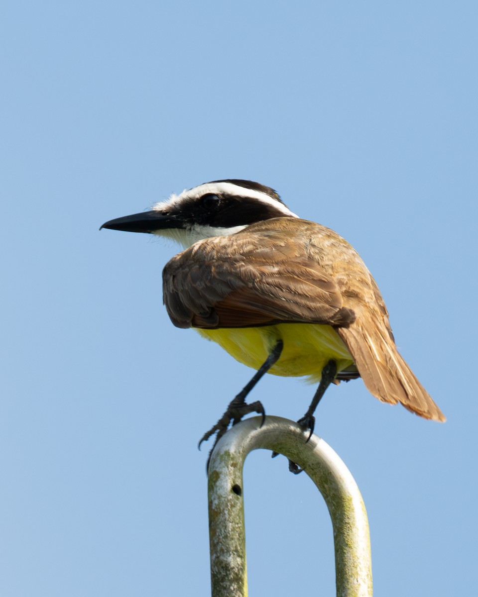 Great Kiskadee - ML658024835