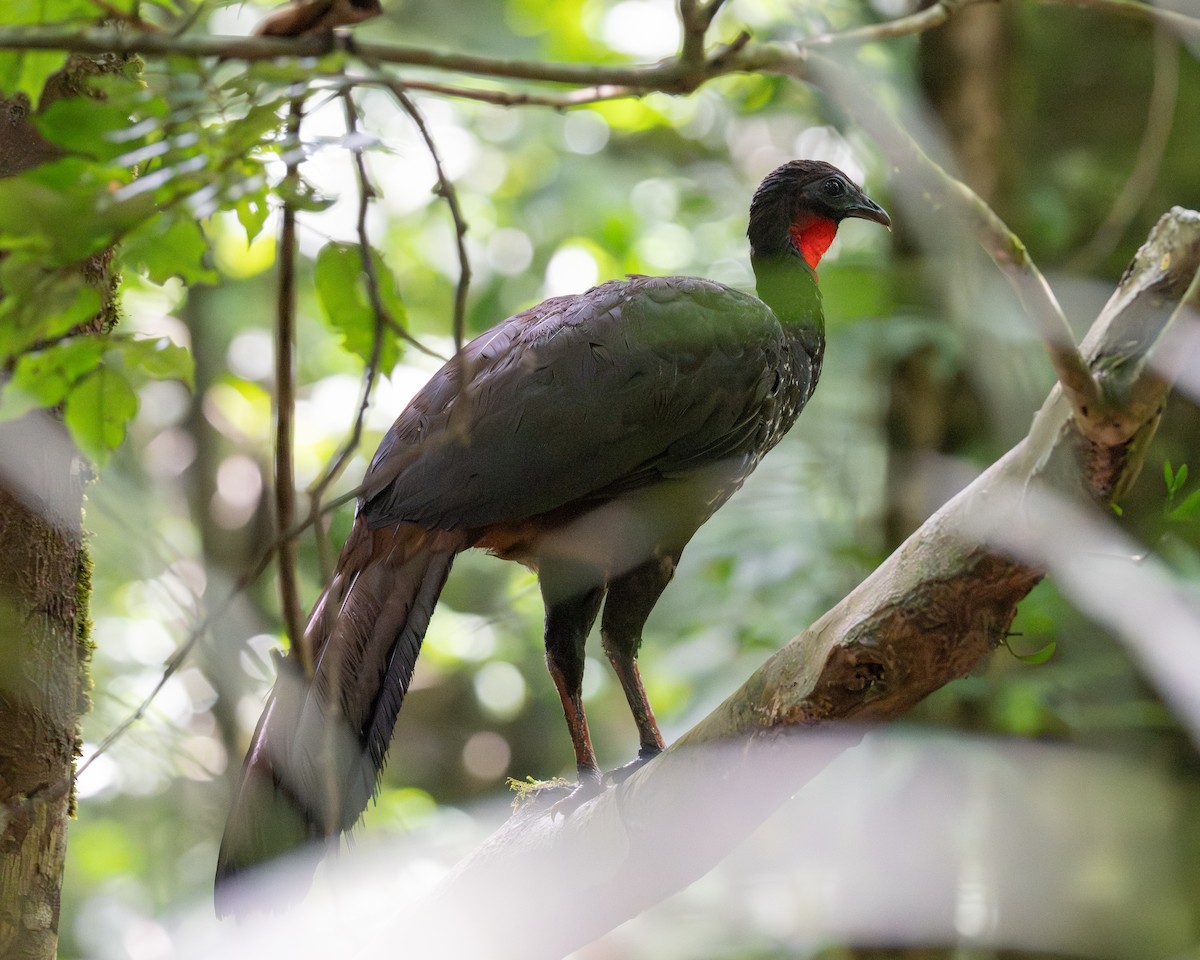 Crested Guan - ML658024868