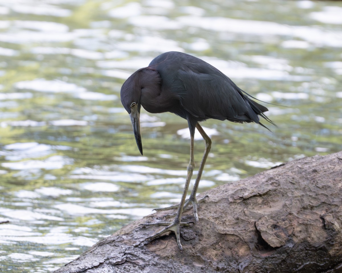 Little Blue Heron - ML658024881