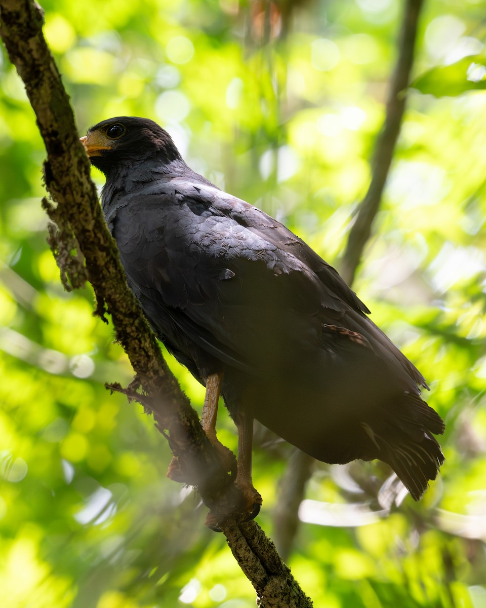 Common Black Hawk - ML658024897