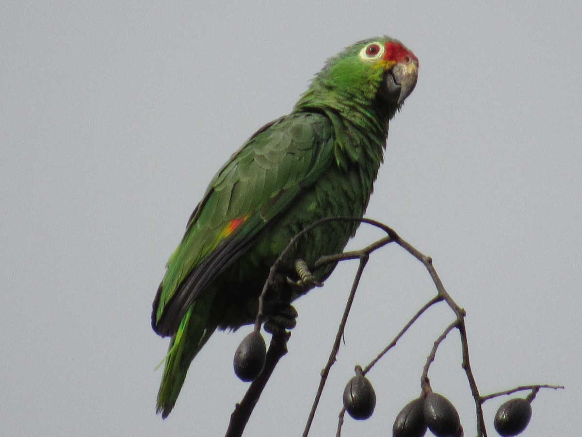 Red-lored Amazon - ML658024898