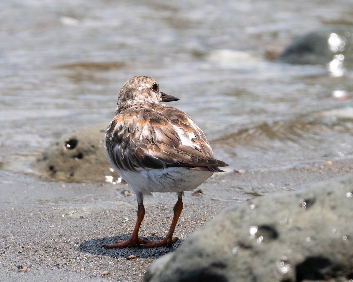 Ruddy Turnstone - ML658024907