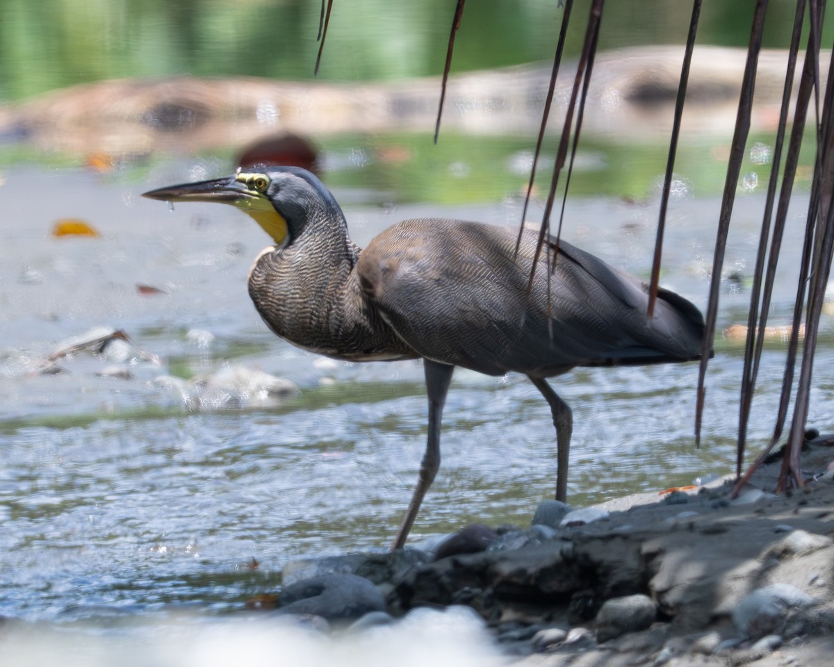 Bare-throated Tiger-Heron - ML658024912