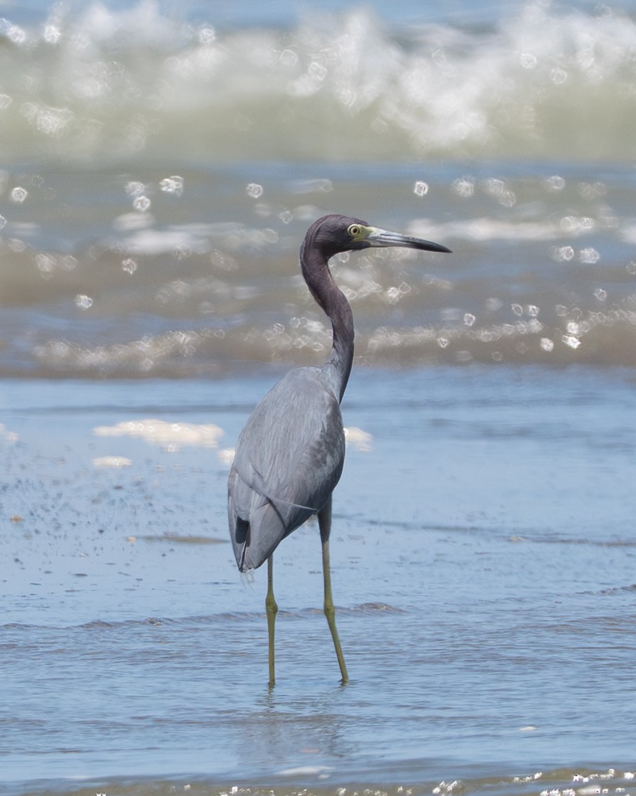 Little Blue Heron - ML658024916