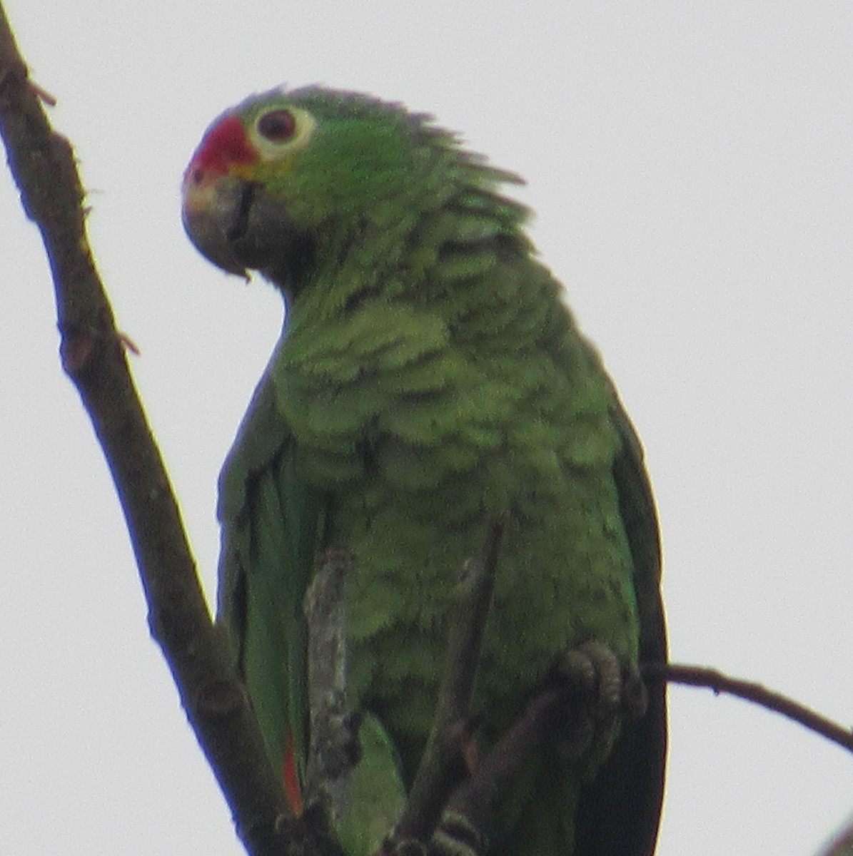 Red-lored Amazon - ML658024931