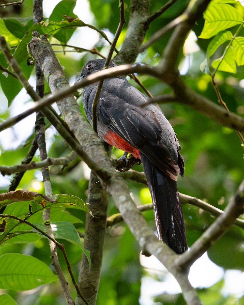 Slaty-tailed Trogon - ML658024937