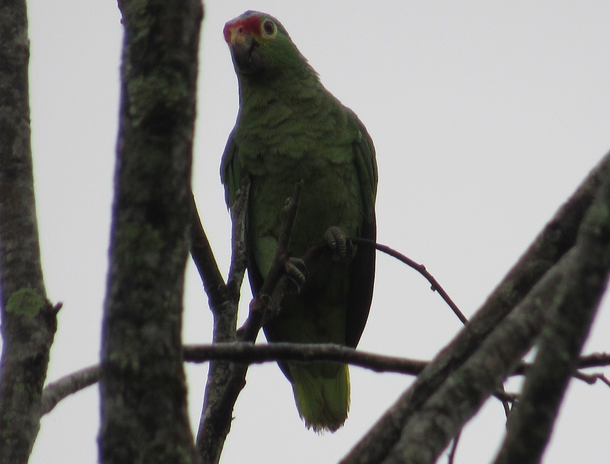 Red-lored Amazon - ML658024938