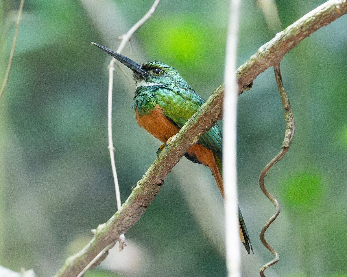 Rufous-tailed Jacamar - ML658024945