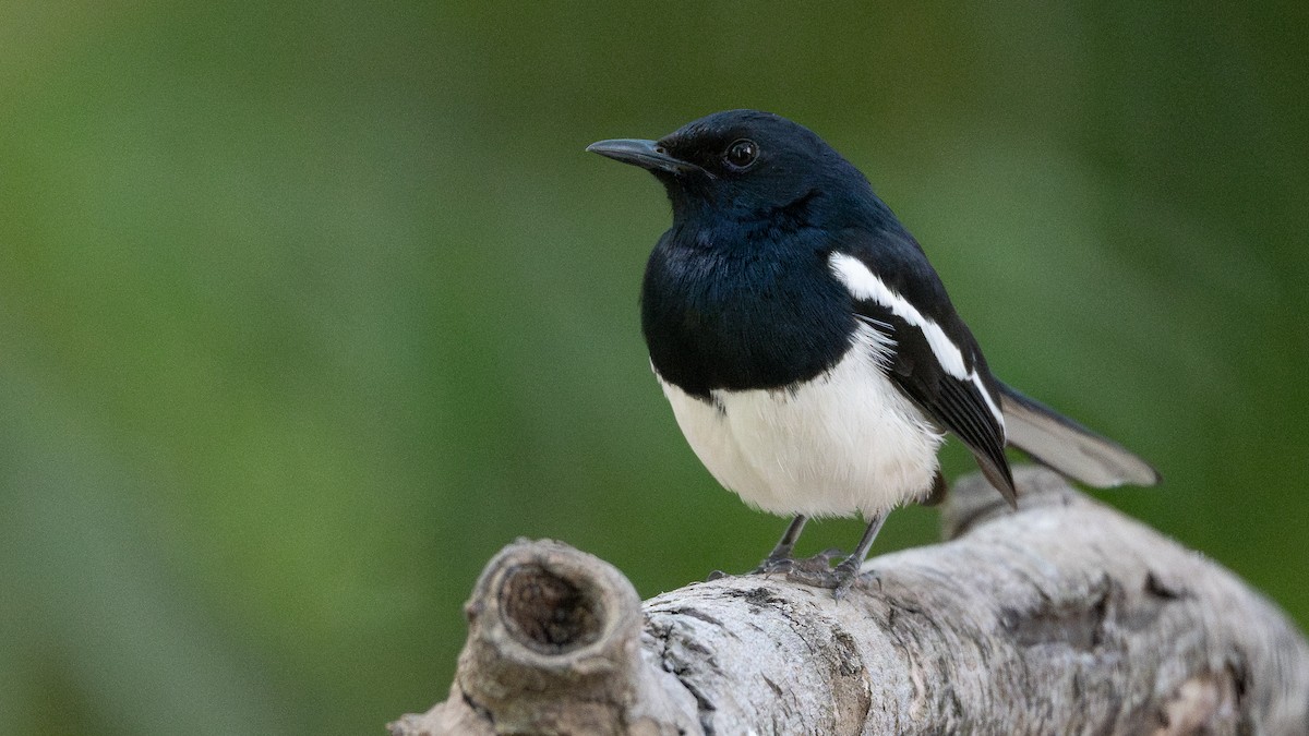 Oriental Magpie-Robin - ML658025000