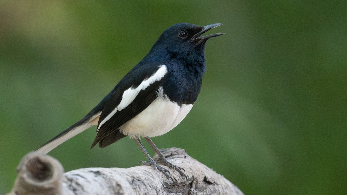 Oriental Magpie-Robin - ML658025004