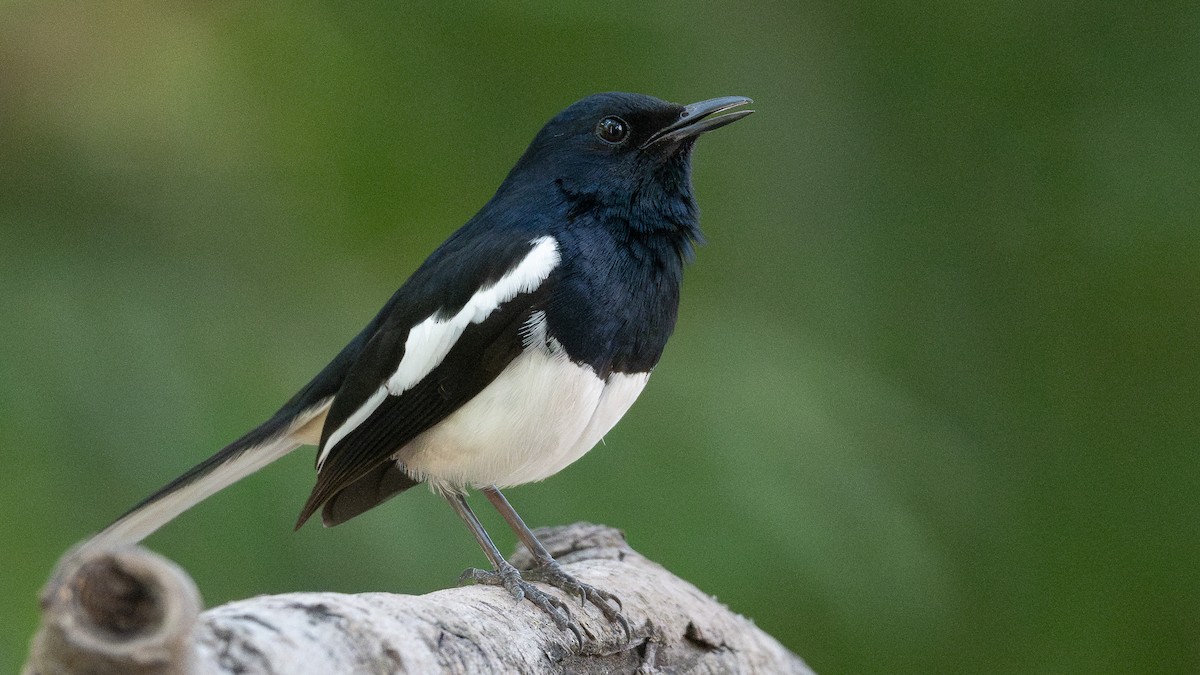 Oriental Magpie-Robin - ML658025009