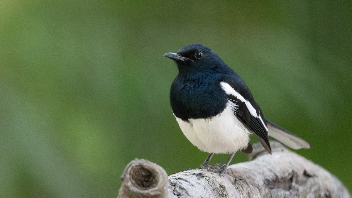 Oriental Magpie-Robin - ML658025017