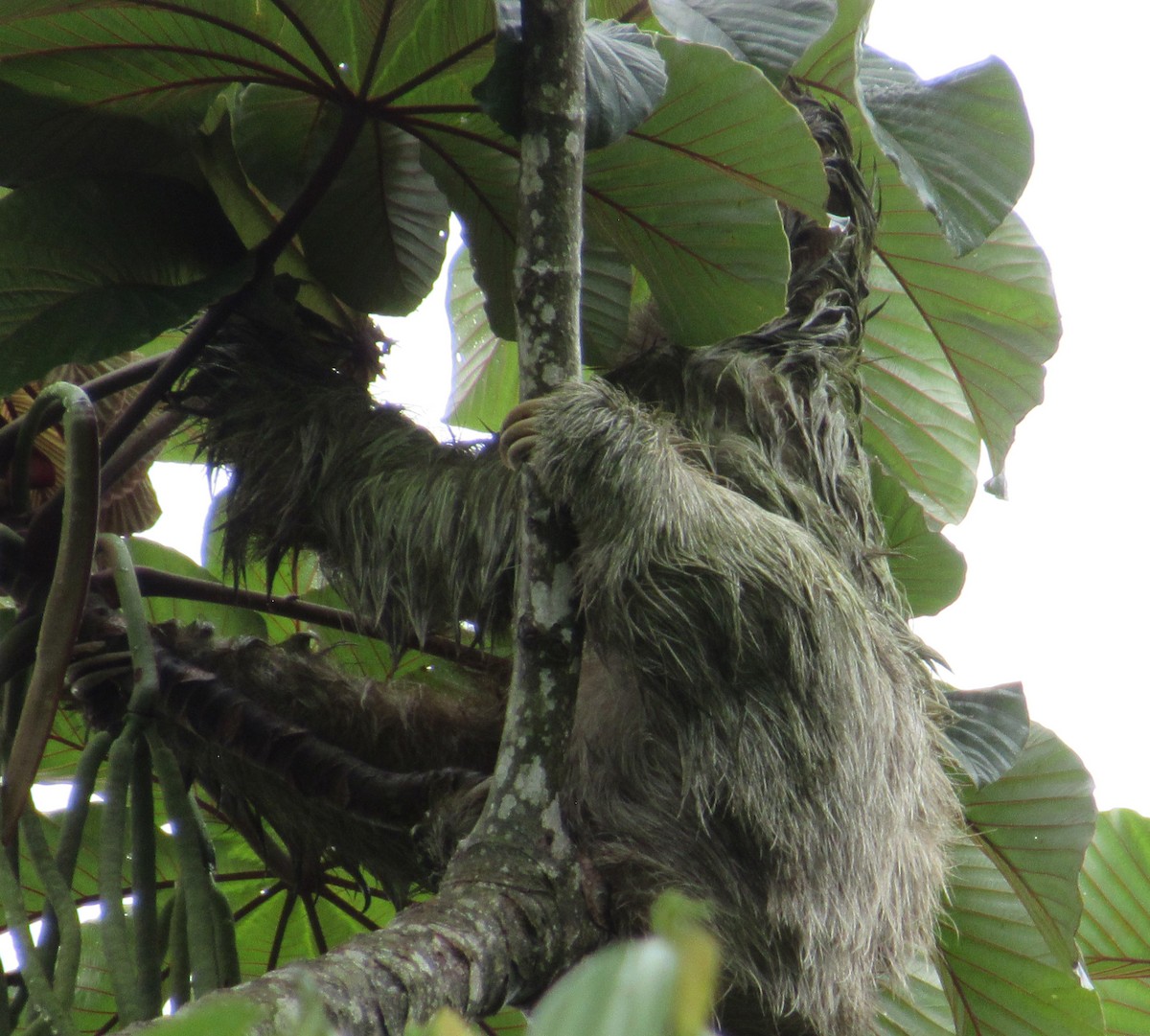 Three-toed Sloths - ML658025100