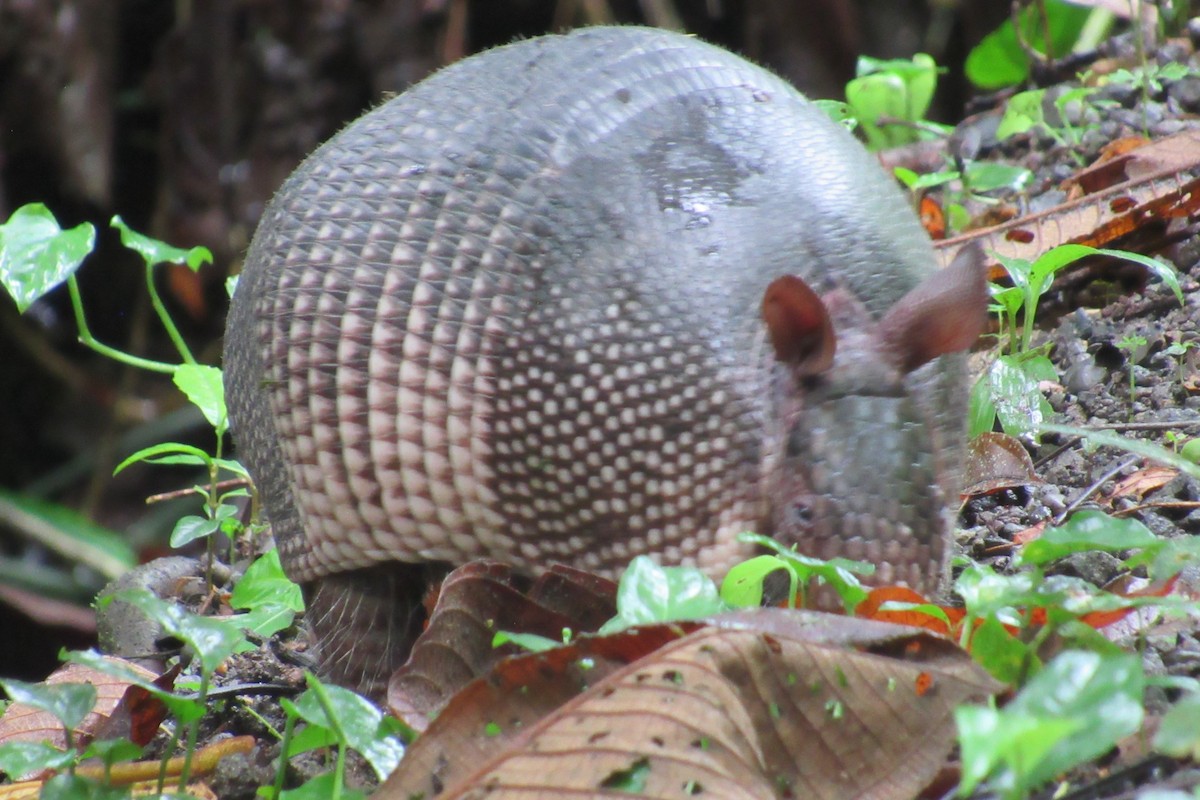 Armadillos - ML658025181
