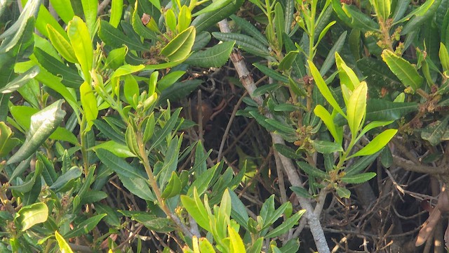 Wrentit - ML658025247