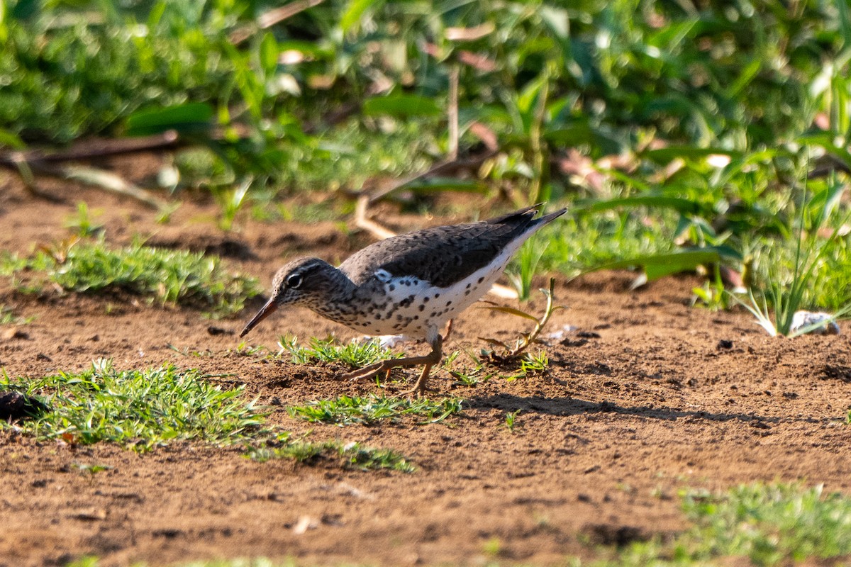 flekksnipe - ML658025272